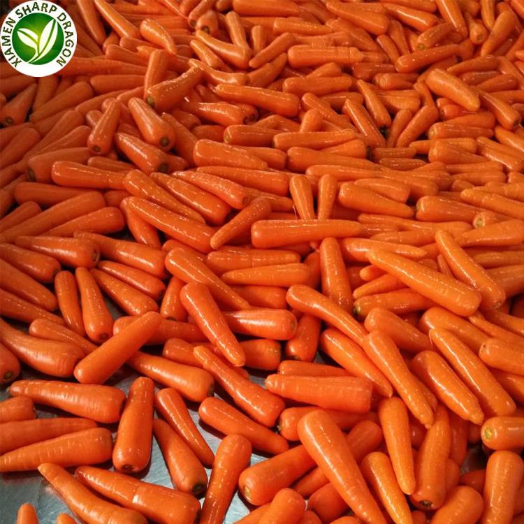 świeże marchewki w sprzedaży fresh carrot on sale