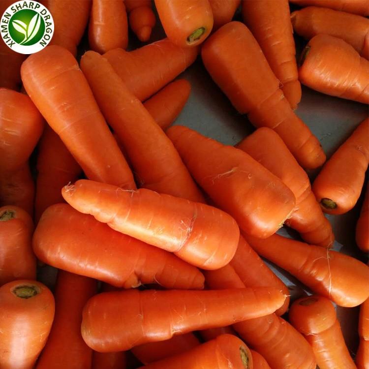 marchew hurtowa carrot of wholesale